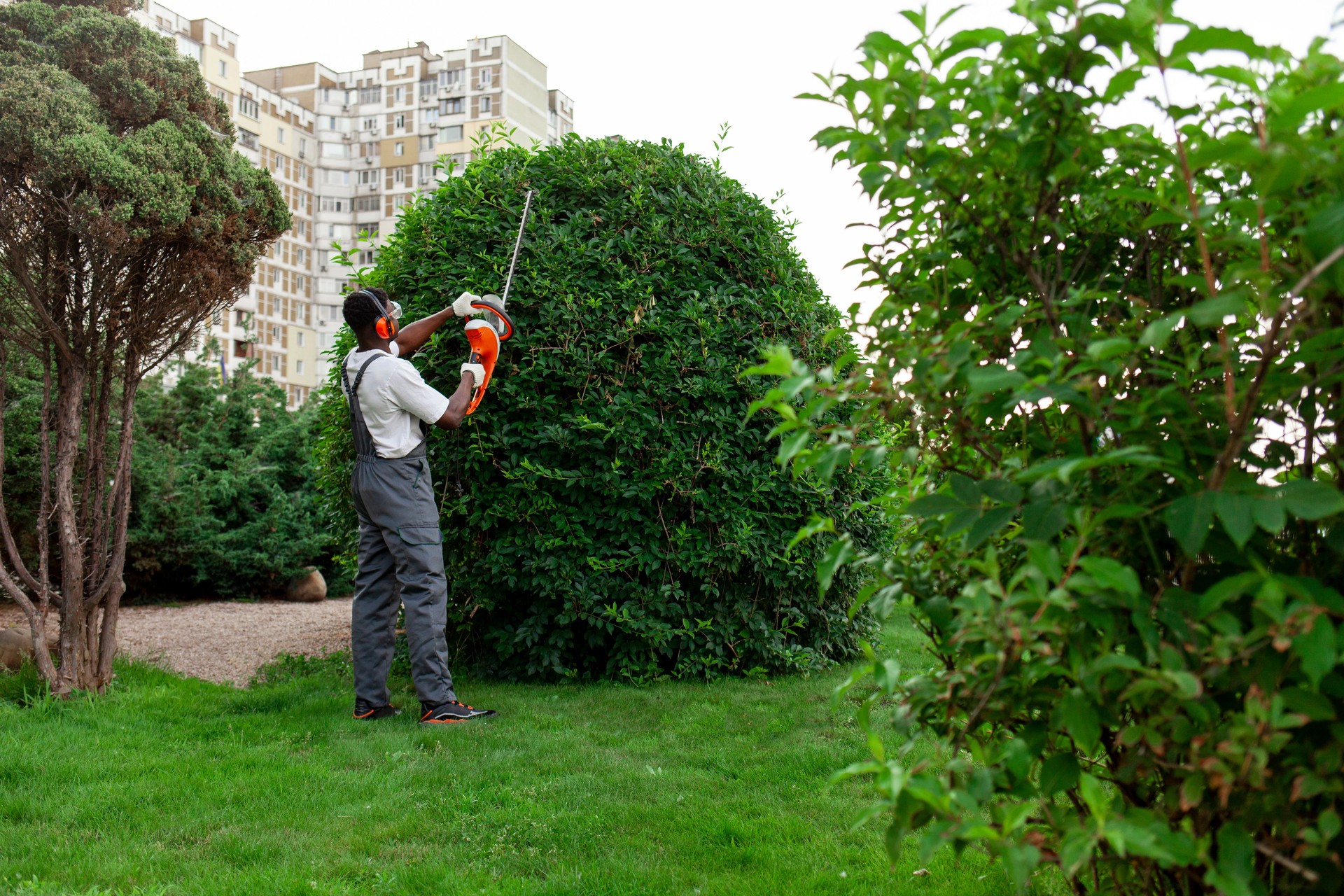 garden worker in uniform cuts bushes, african american man in goggles and headphones works in the garden