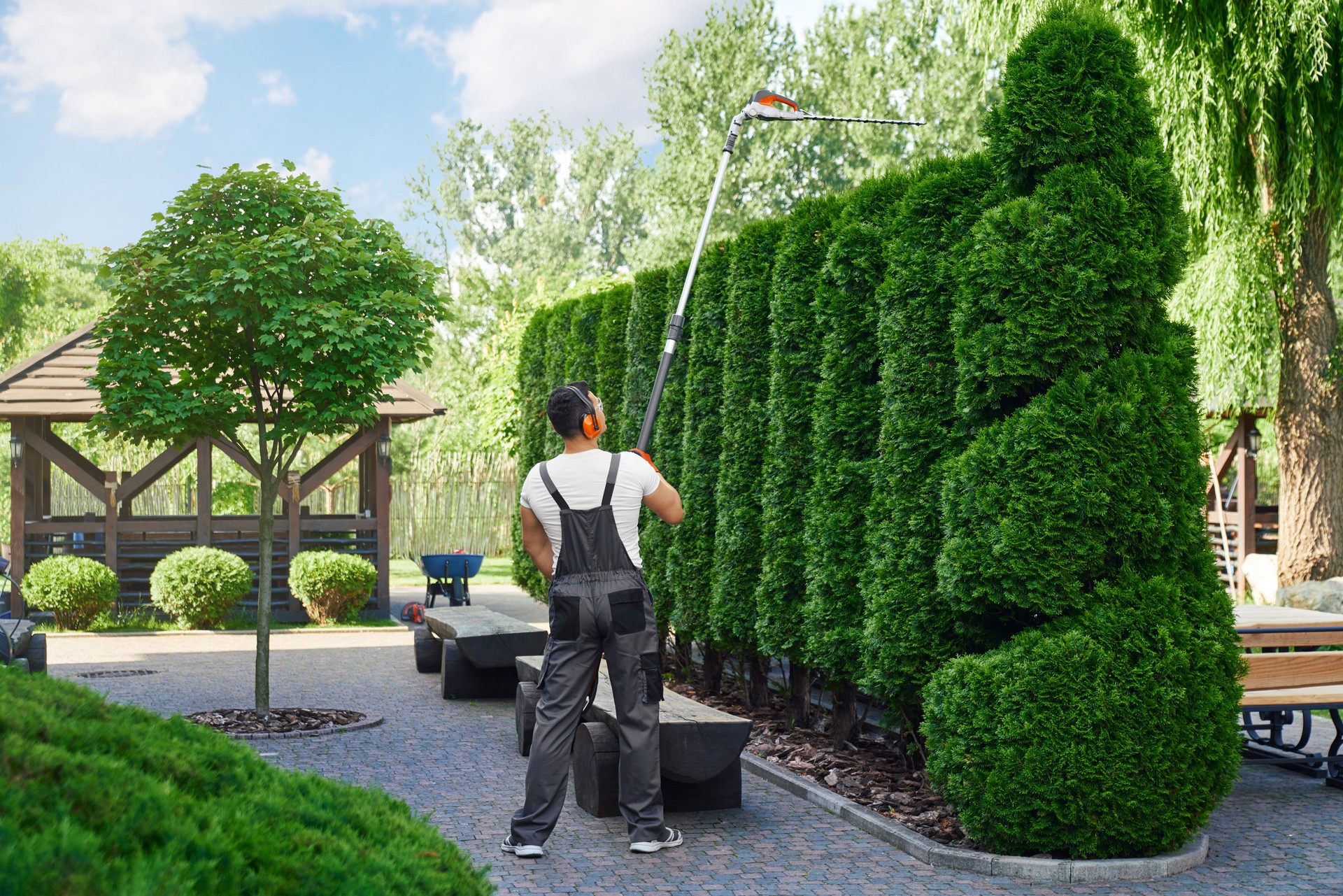 Male gardener cutting hedge with electric trimmer