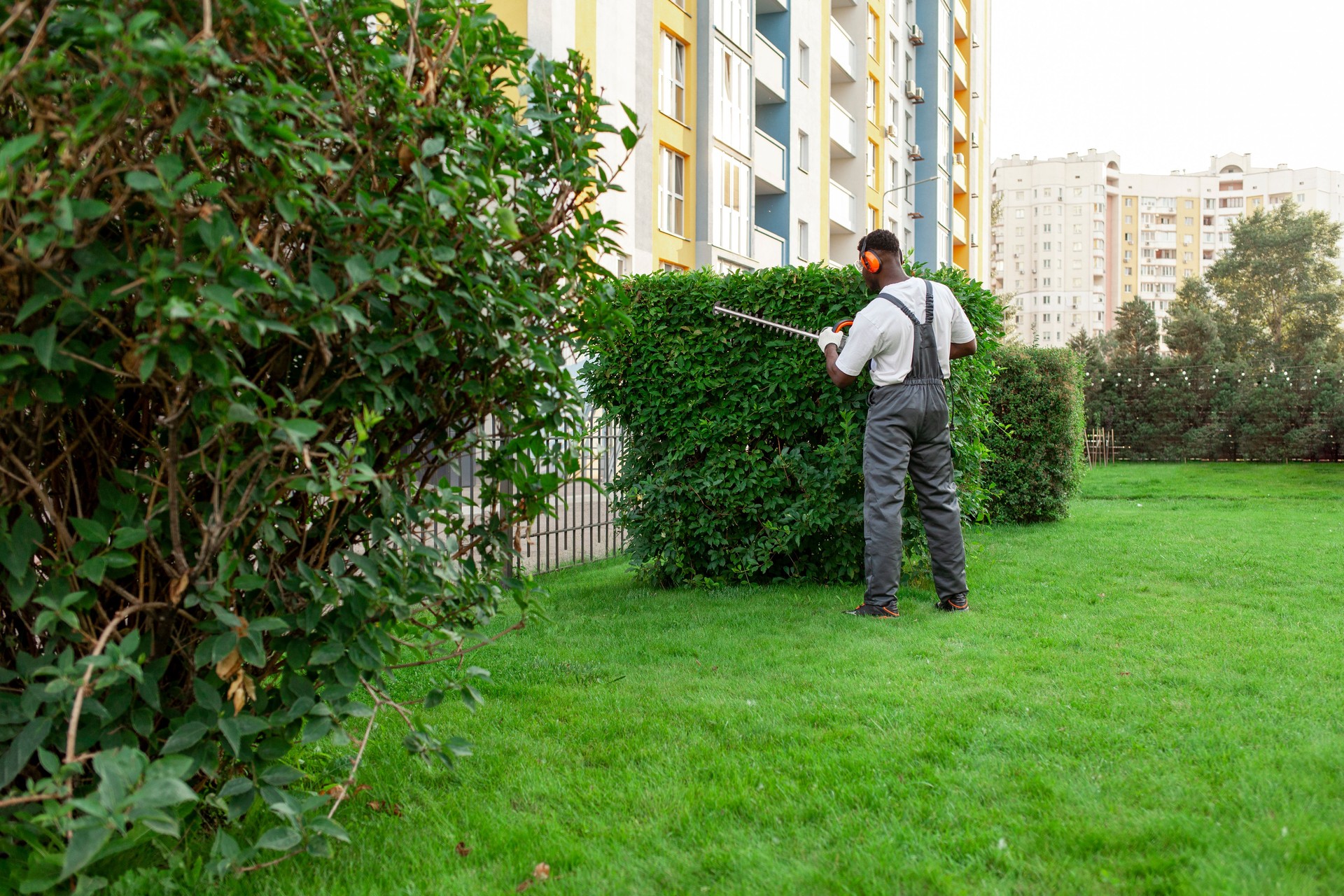 african american male garden worker in uniform trims bushes with electric tool