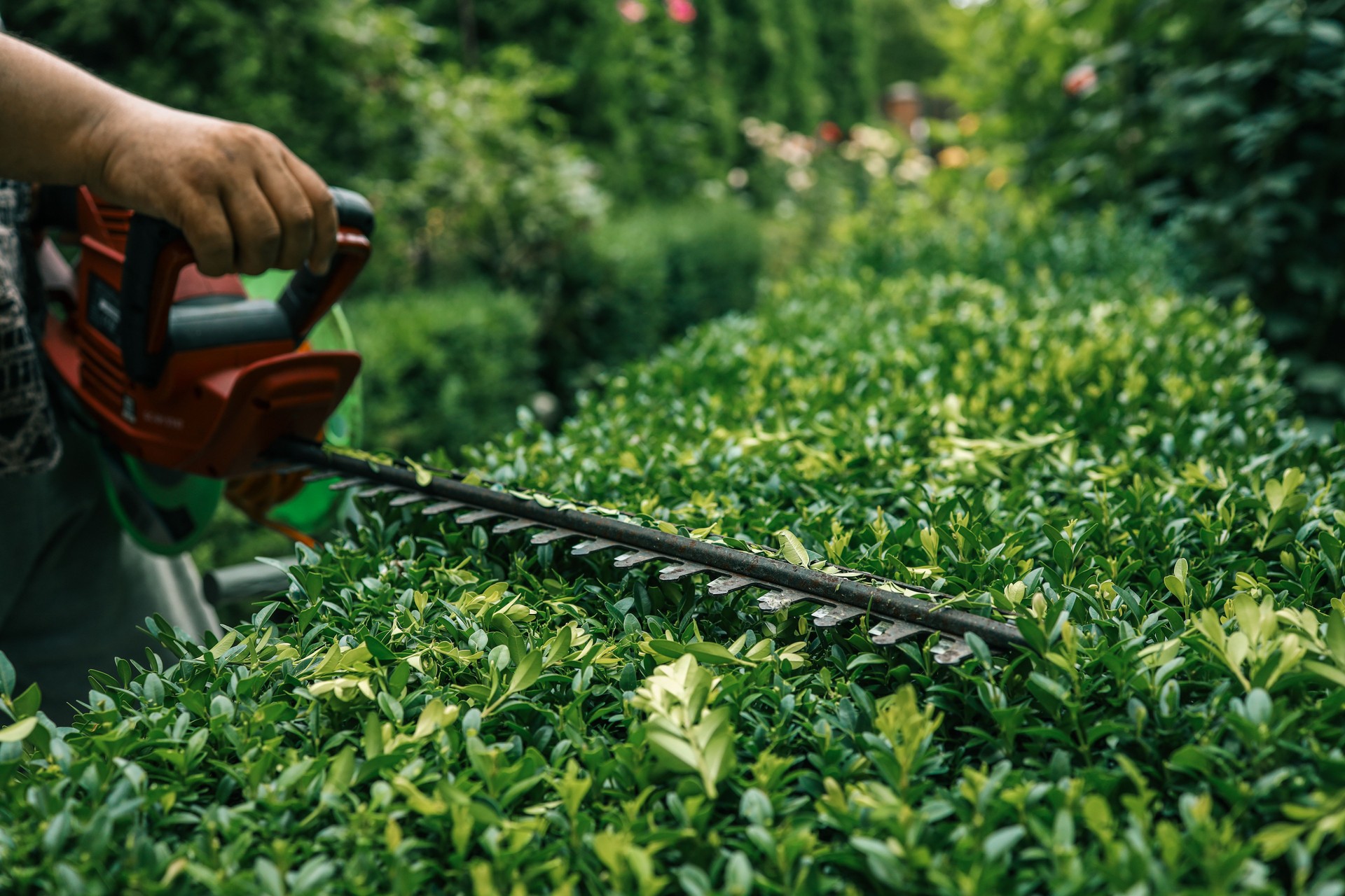 Close-up of an electric hedge trimmer cutting boxwood in a sunny garden. Ideal for yard upkeep, landscaping, and shaping green foliage